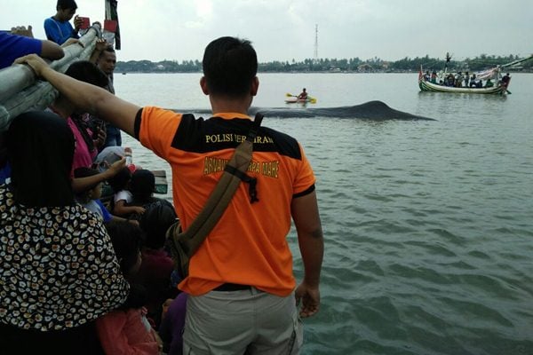 Upaya evakuasi Paus Sperma yang terdampar di Pelabuhan Jangkar, Situbondo pada Sabtu (3/2)/KKP