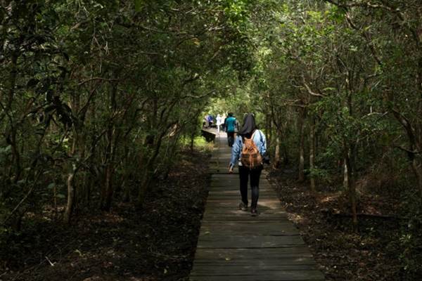  WISATA ALAM: Melihat Eksotisme Bekantan Langsung dari Habitatnya   