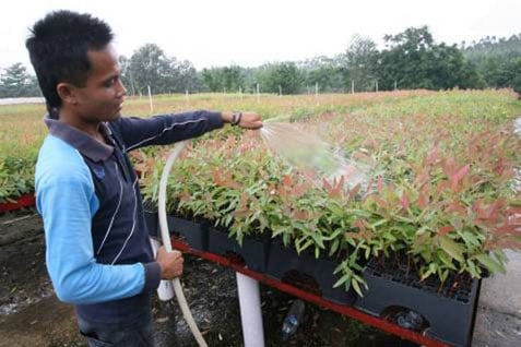  Kadin: Skema Kemitraan Bisnis Sawit Bisa Diterapkan Komoditas Lain