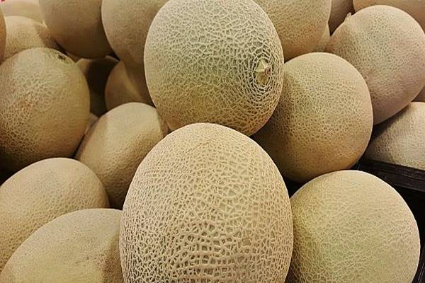  5 Cara Cegah Rock Melon Australia Tercemar Listeria Masuk ke Indonesia