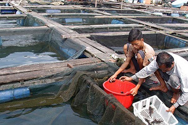  Masalah Klasik Masih Hambat Investasi di Sektor Perikanan Budi Daya