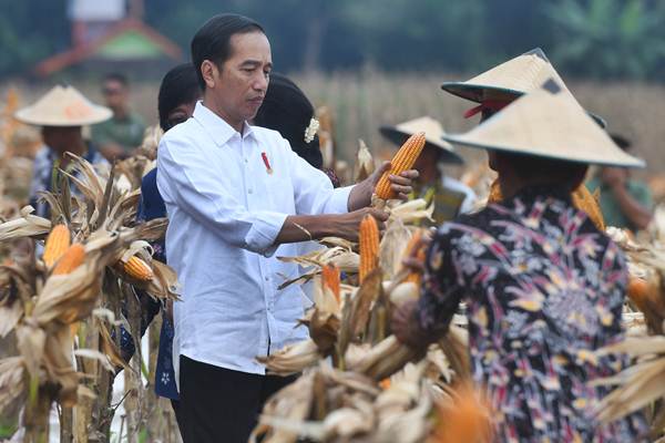  Presiden Jokowi Panen Raya Jagung di Tuban