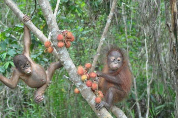  Pengunjung yang Melemparkan Rokok ke Orang Utan Akhirnya Menyerahkan Diri