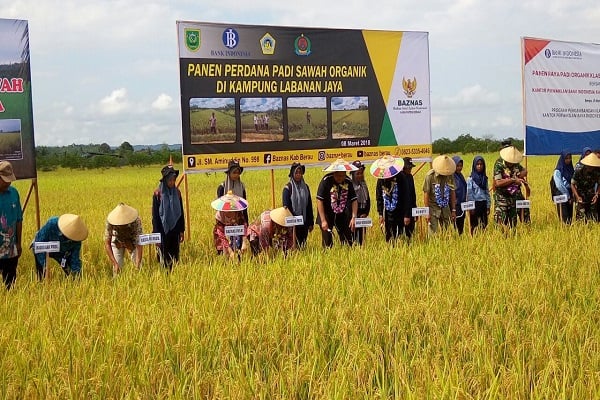  Petani Kaltim Didorong Tanam Padi Organik