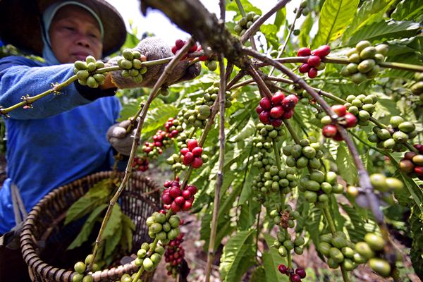  BKP: Pembagian Pascapanen Sudah Jelas