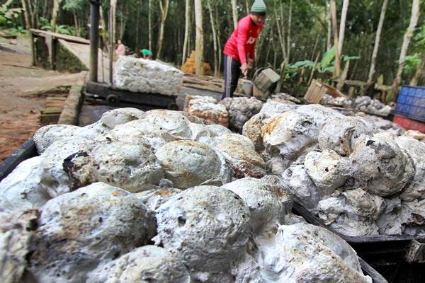  Lelang Karet Pekan Ini: Harga Bokar Petani Sumsel Rp8.313