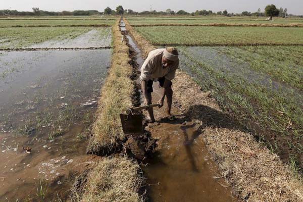  Atasi Kerugian Petani Akibat Gulma, Syngenta Indonesia Rilis Herbisida Apiro