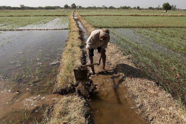  BANTUAN BENIH GRATIS : Peluang Baru bagi Produsen