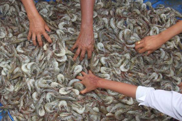  PERIKANAN  BUDI DAYA : Eksportir Udang Tetap Andalkan AS