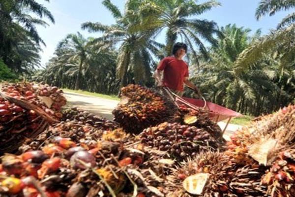  KELAPA SAWIT: Pemetaan Perkebunan Diperlukan