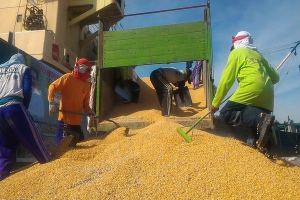  Nusa Tenggara Barat Optimistis Bisa Ekspor Jagung 300.000 Ton