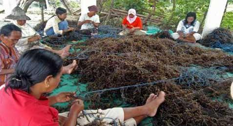  Sulsel Dorong Peningkatan Daya Saing Komoditas Rumput Laut