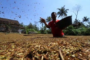 Bareskrim Polri Tangkap Produsen Tembakau Narkoba di Bali