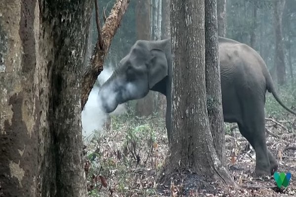  Gajah Tertangkap Kamera Sedang ‘Merokok’