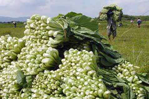  Bali Gagalkan Masuknya Benih Sayur Ilegal dari China