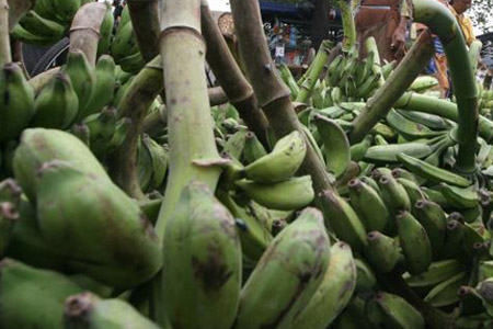  Kelompok Tani Pisang Tanggamus Nikmati Fasilitas Kawasan Berikat