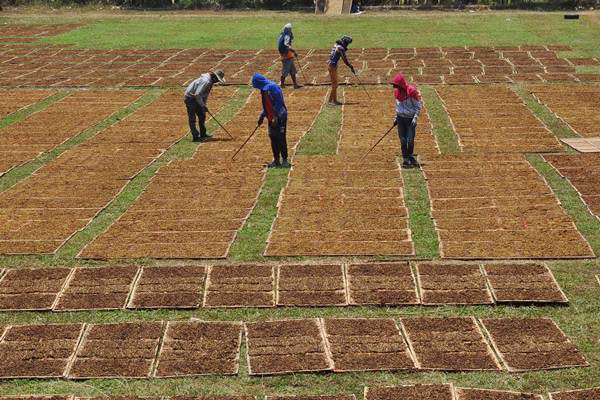  KOMODITAS TEMBAKAU : Produksi Diprediksi Capai 200.000 ton