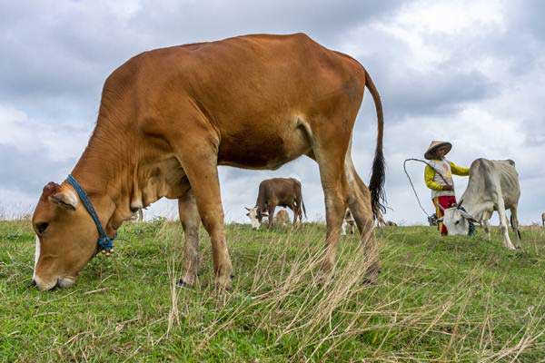  Lampung Sukses Sapi Upsus Siwab, Ini Kata Mentan