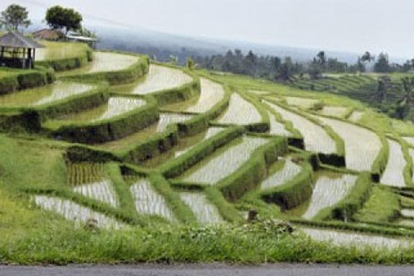  ASURANSI TANI, Bali Berharap 30.000 Ha Sawah Terlindungi