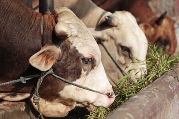  GDTC Budidayakan 2.500 Sapi di NTT