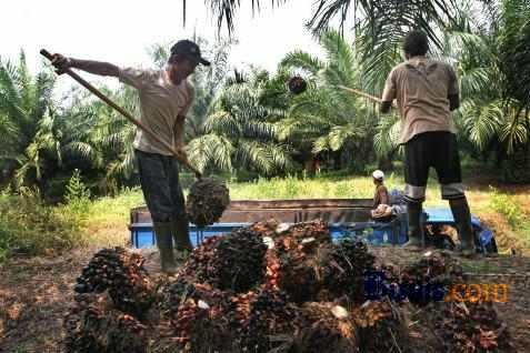  Apkasindo: Petani Idamkan Bunga KUR Lebih Rendah