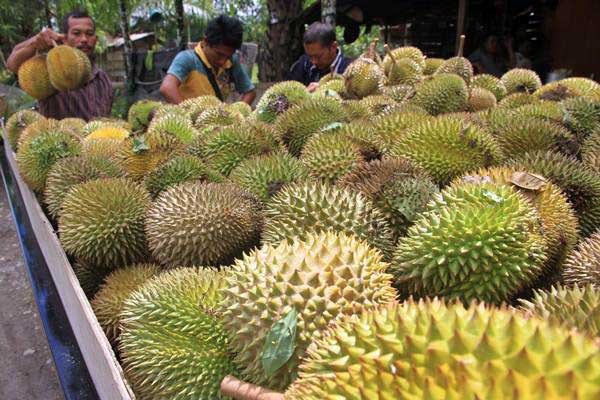 Ilustrasi: Pedagang musiman menata buah durian ke dalam mobil angkutan./Antara-Syifa Yulinnas