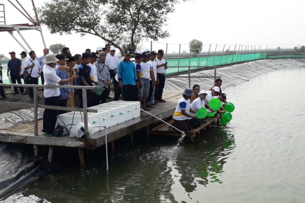  Kementerian BUMN Perkuat Revitalisasi Tambak Muara Gembong Bekasi