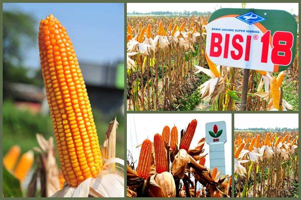  BISI Ekspor 900 ton Benih Hortikultura