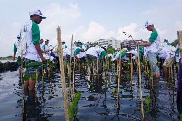  LPJKN dan YISC Tanam 1.500 Bibit Mangrove