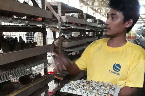  Hipka dan Jamkrindo Berikan Pelatihan Beternak Puyuh