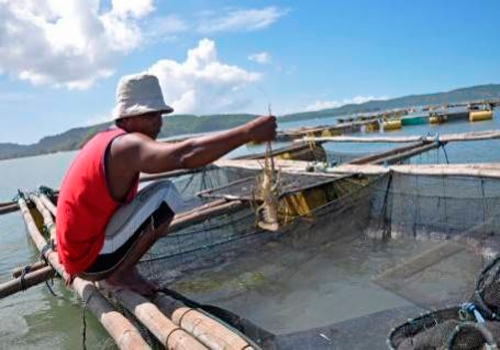  Permintaan Lobster Air Tawar dari Tiongkok ke Sulut Tinggi