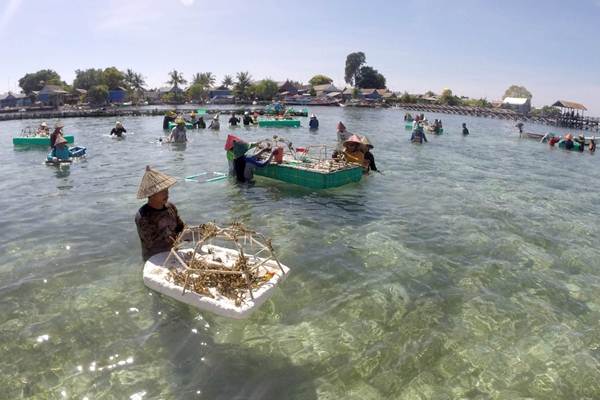  Rehabilitasi Terumbu Karang di Pulau Bontosua