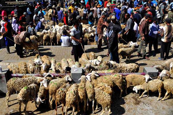  Lampung Siap Ekspor Kambing Saburai ke Negara-negara Asia Tenggara