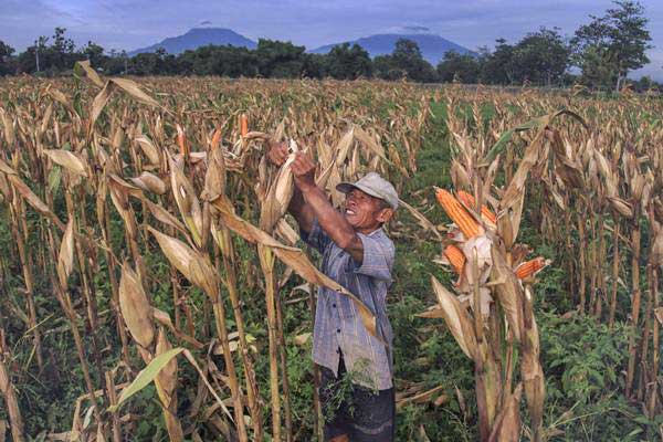  CBOT Tekan Pengiriman Jagung dan Kedelai Mei 2018