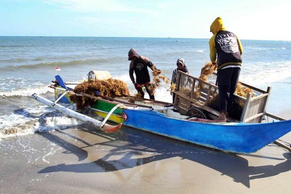  Penghiliran Rumput Laut Dinilai Perlu Peta Jalan