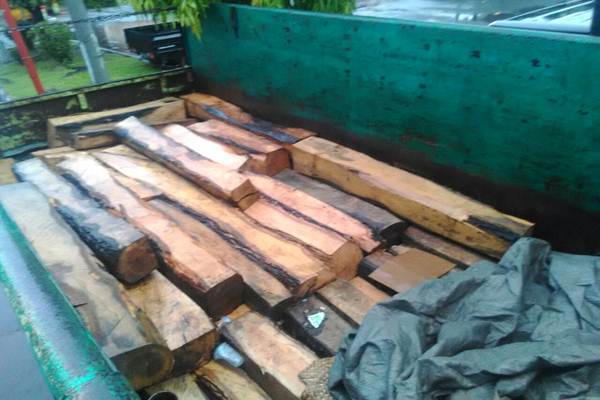  150 Batang Kayu Racuk Ilegal Disita