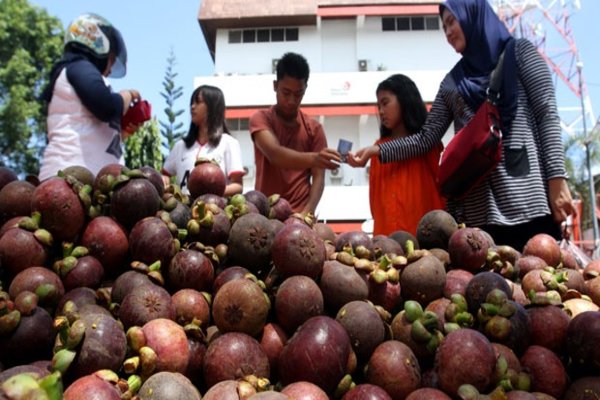  Buleleng Ekspor Manggis 150 Ton dari Total Target 1.000 Ton