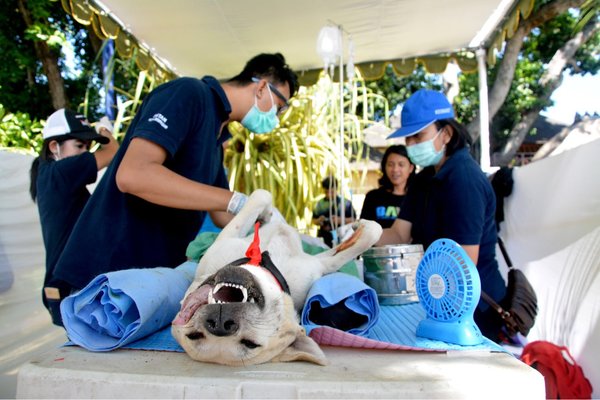  Denpasar Sterilisasi dan Kastrasi Anjing Liar di Kawasan Wisata