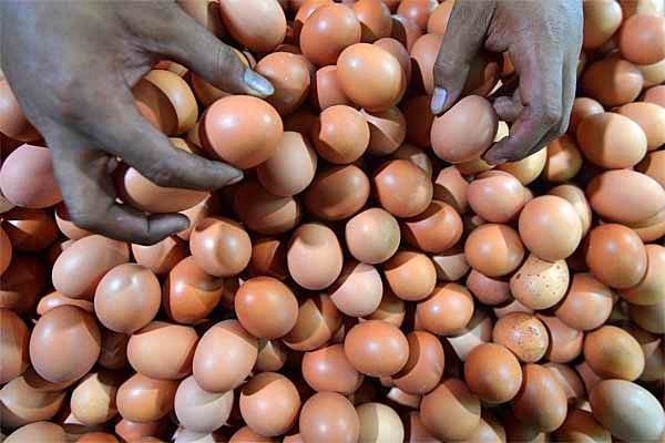  REDAM HARGA TELUR, Pemda Diminta Potong Rantai Pasok & Pacu Pengiriman