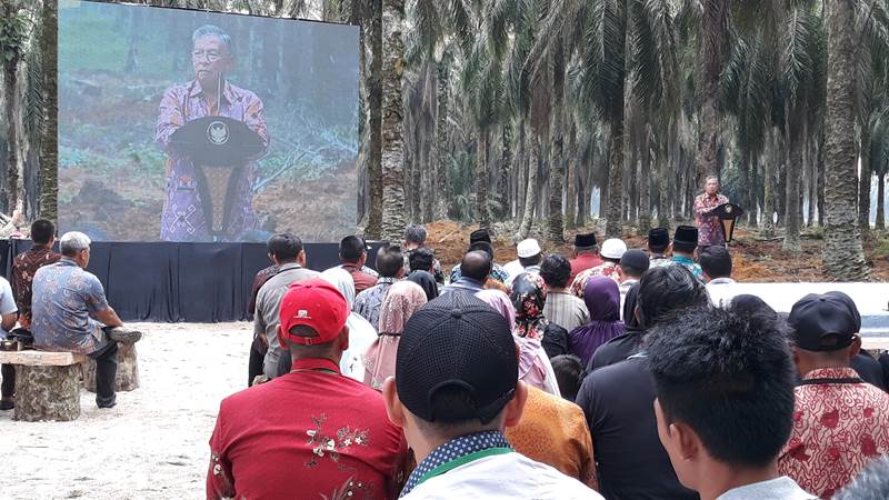  Darmin Ungkap Keseriusan Pemerintah Soal Peremajaan Kebun Sawit