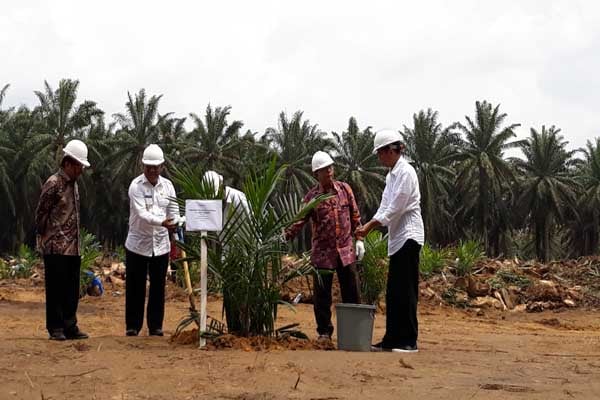  Dari Perkebunan Sawit, Ini Harapan Jokowi terhadap Industri CPO