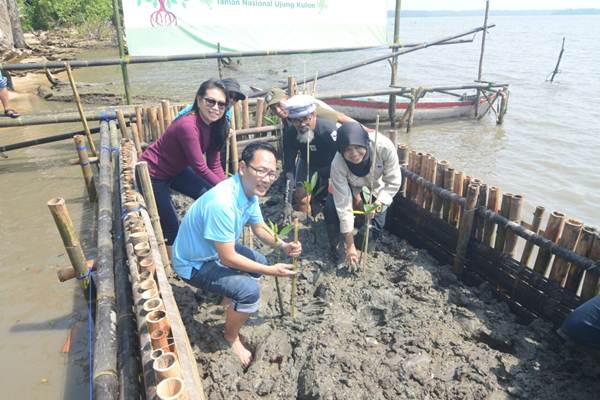  WWF dan BCA Tanam Mangrove di Ujung Kulon