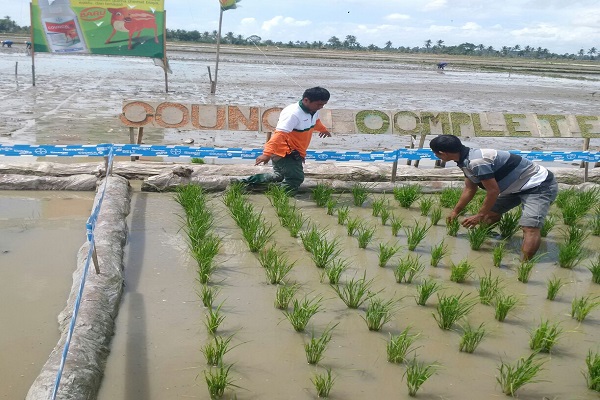  Kendalikan Gulma, Bayer Indonesia Luncurkan Herbisida Council Complete