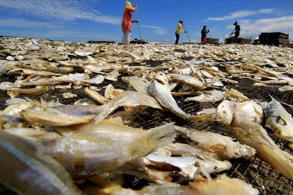  Produksi Ikan Asin Probolinggo Meningkat Drastis