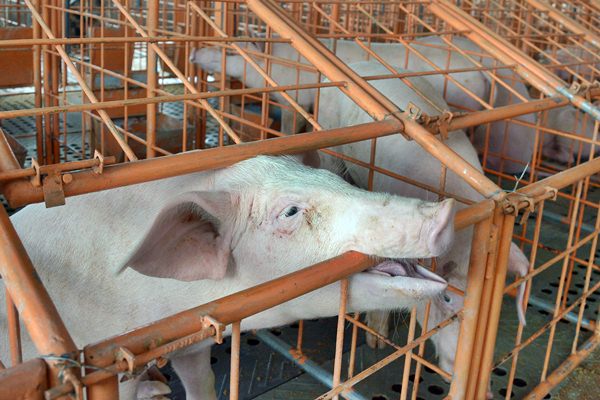  JELANG GALUNGAN, Pengawasan Rumah Potong Hewan Diperketat