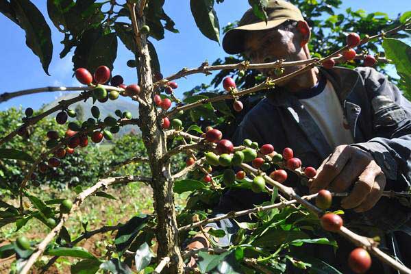  MEREK KOPI : NTT Satukan Arabika Bajawa & Manggarai