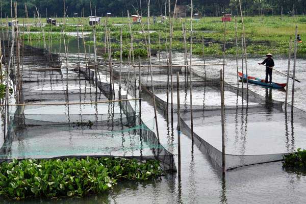  Produksi Budidaya Perikanan di Bali Menurun 5,97%