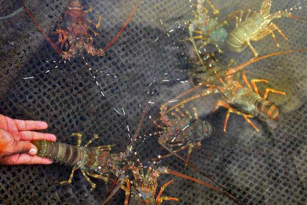  Penyelundupan Benih Lobster Rp58,4 Miliar Digagalkan