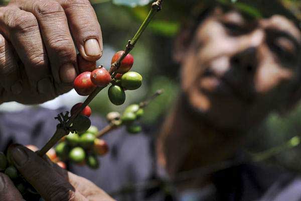  Penghiliran Kopi Sumatra Selatan Jadi Cara Dongkrak Nilai Jual