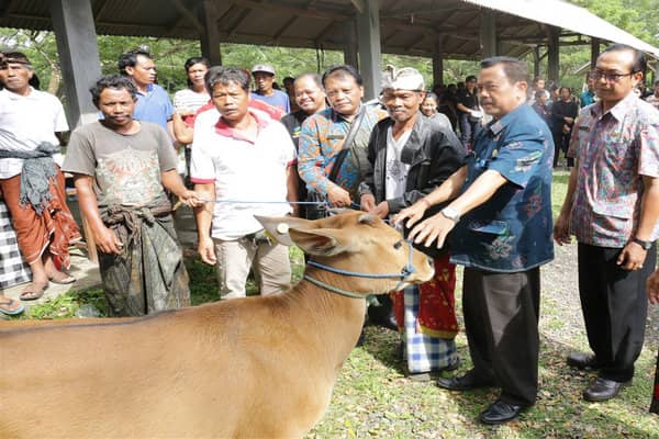  Gianyar Salurkan Bantuan 70 Ekor Bibit Sapi kepada KUBE